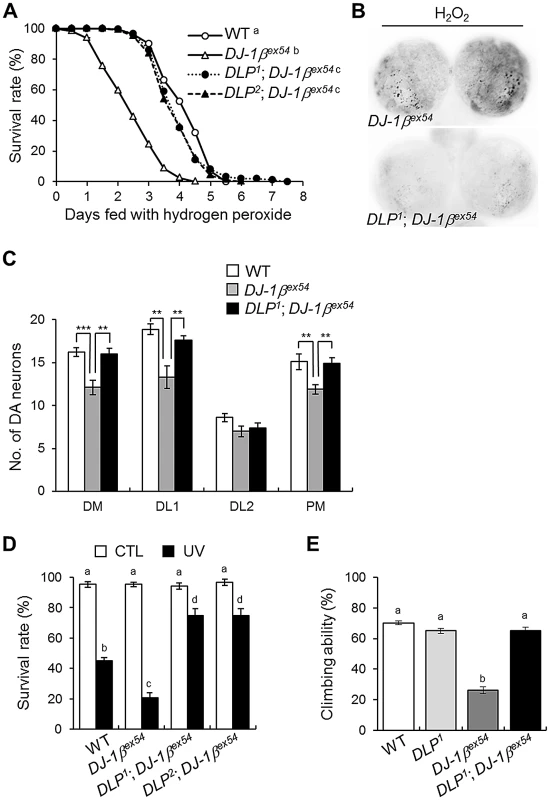<i>DLP</i> deficiency reduces acute sensitivity to oxidative stress and UV, and improves locomotive dysfunction in <i>DJ-1β</i> mutant.