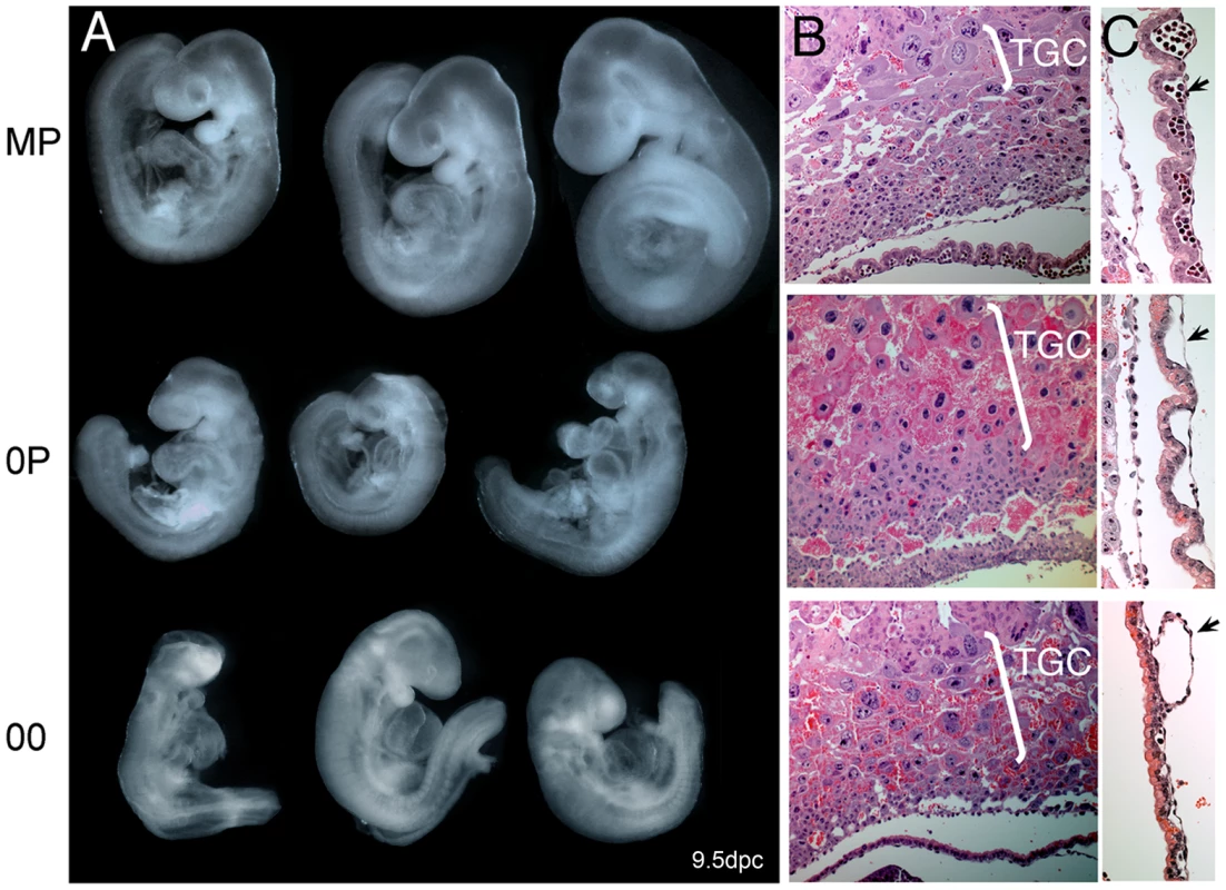 Net effects of loss of paternal and maternal germline imprints on early mouse development.