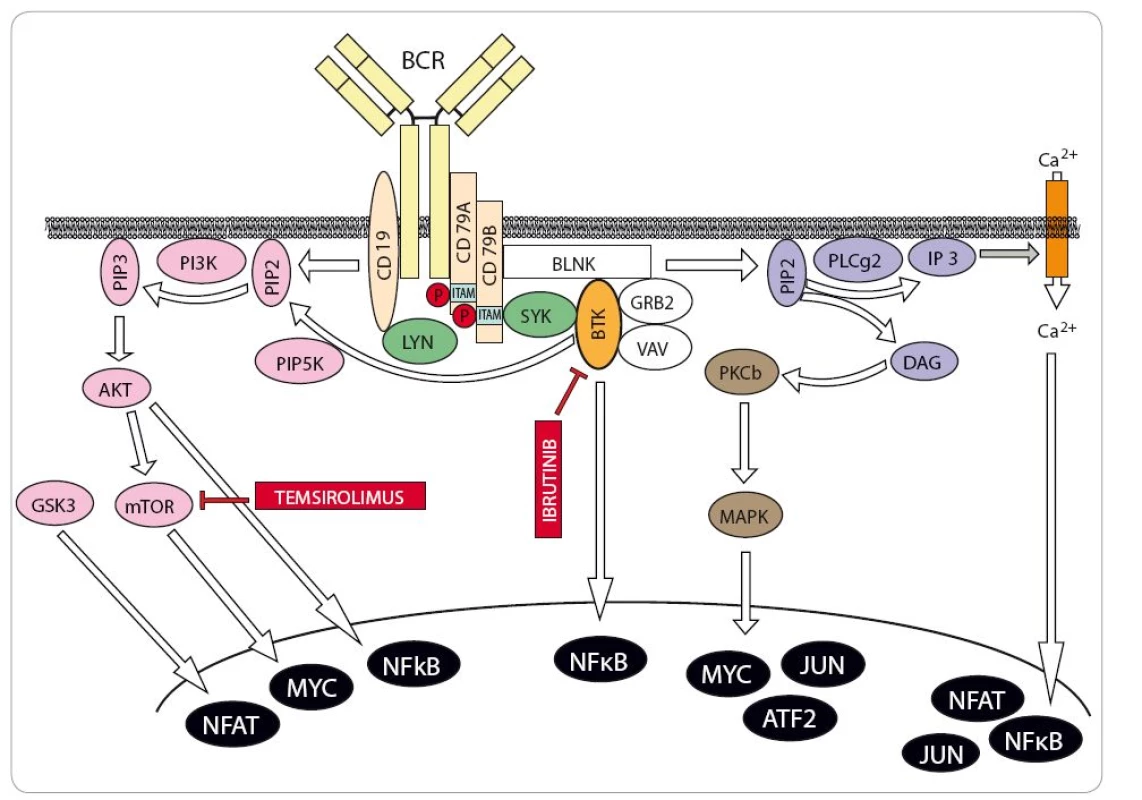 Zjednodušené schéma signalizace z B buněčného receptoru s vyznačenými molekulárními cíli nových protilymfomových léků.
