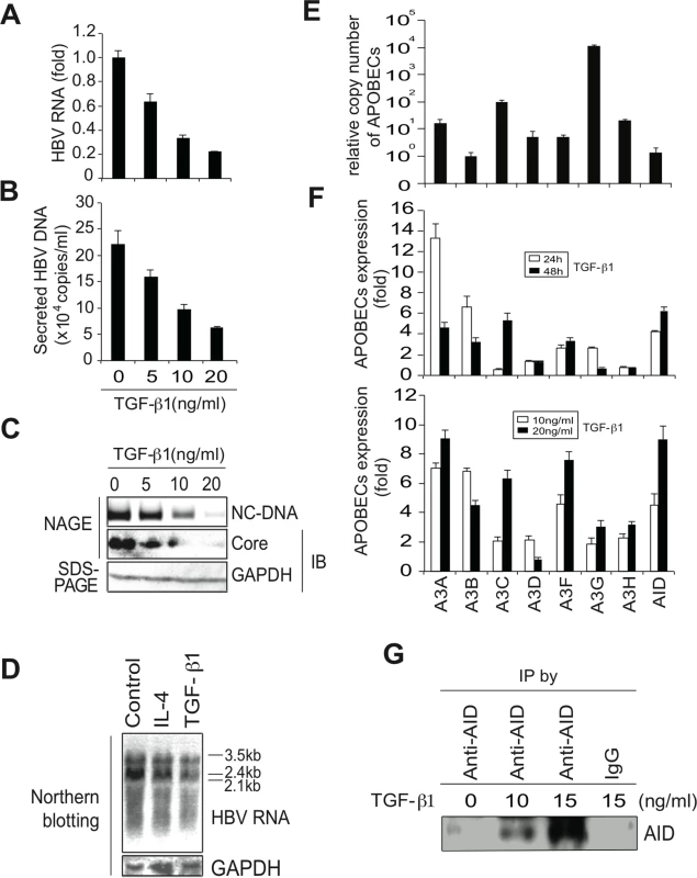 TGF-β1 upregulates APOBEC3 expression and suppresses HBV replication in Huh7 cells.