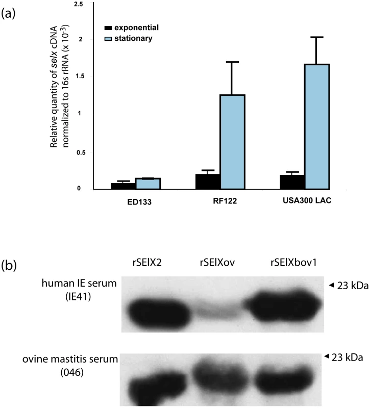 SElX is expressed by clinical isolates <i>in vitro</i> and during infection.
