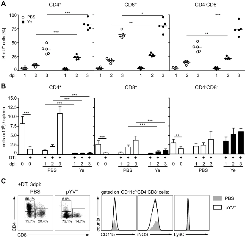 Proliferation and recovery of DC subpopulations from mice infected with Ye.