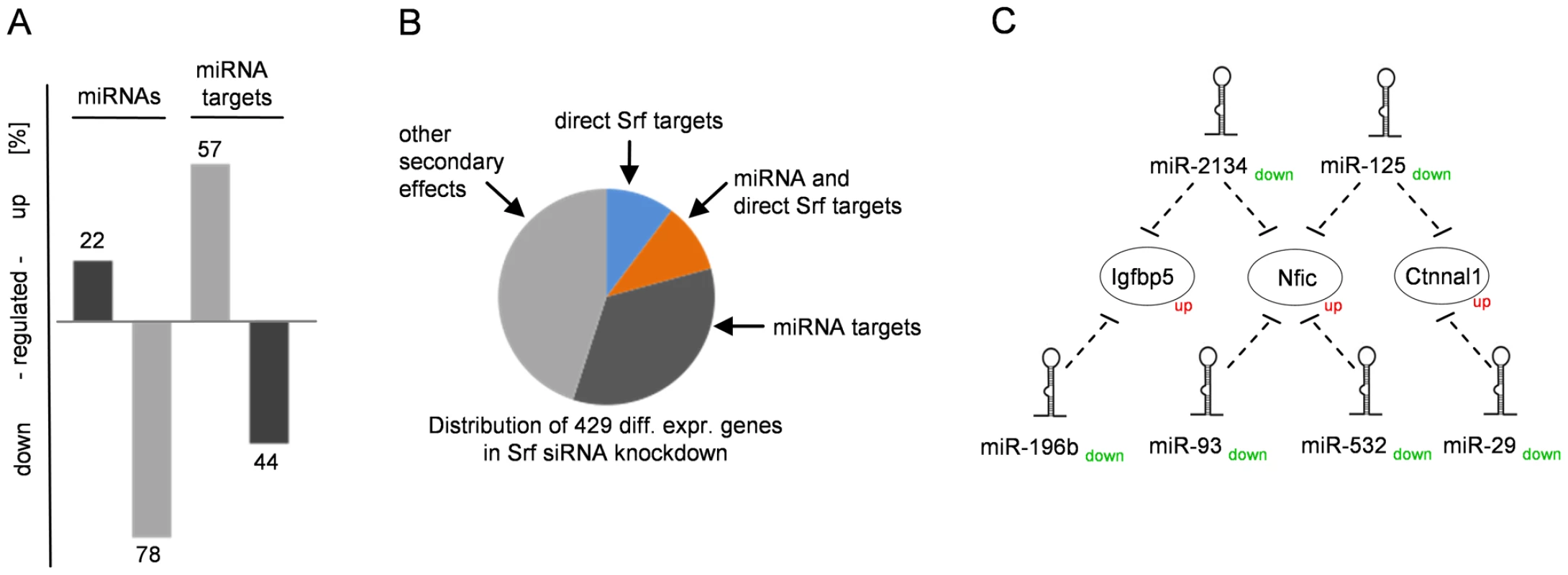 miRNAs and their impact on the Srf-driven transcription network.