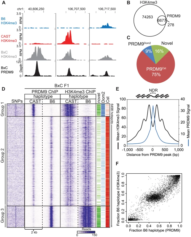 PRDM9 binding shows large haplotype bias in vivo.