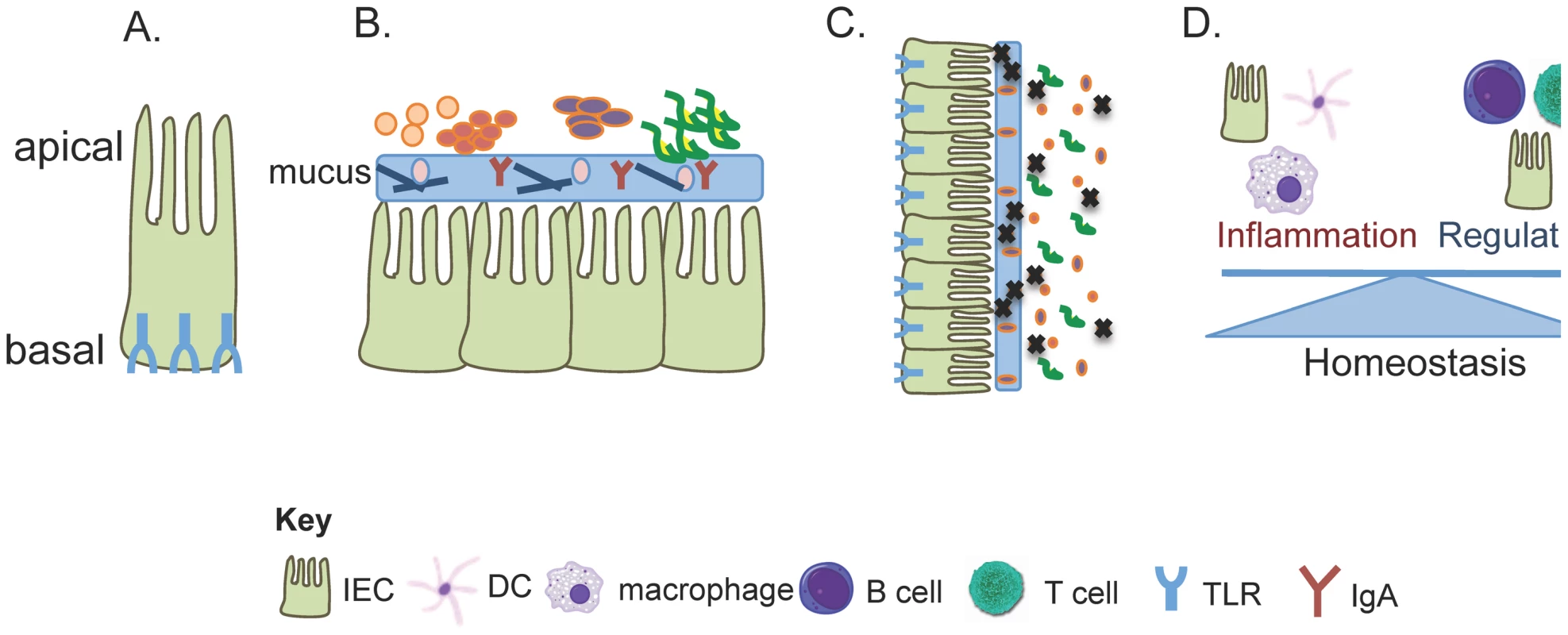 TLR signaling controls multiple pathways for tolerating the commensal microbiota.