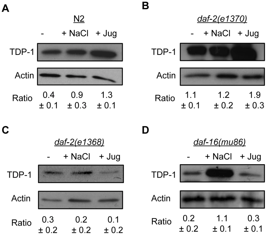 Endogenous TDP-1 protein levels influenced by stress and Insulin/IGF signaling.