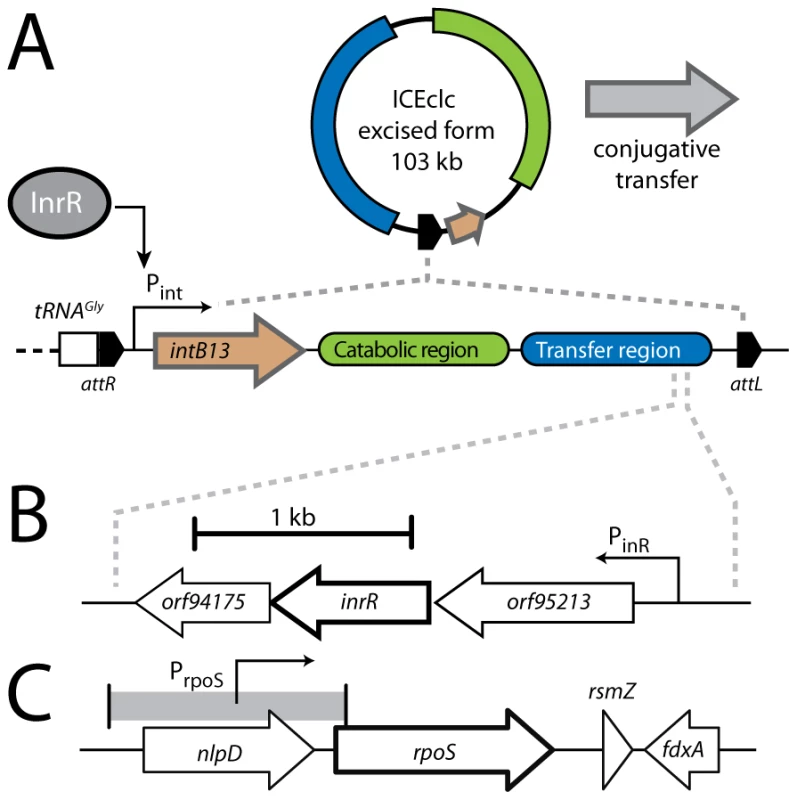 Schematic representation of the ICE<i>clc</i> genetic layout and relevant regulatory features.