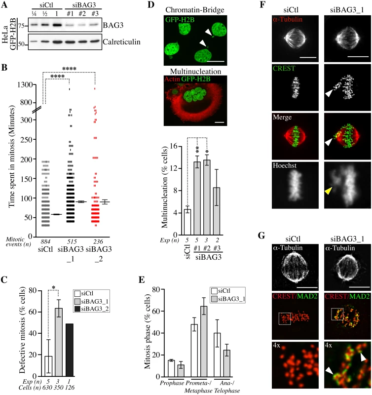 Depletion of BAG3 delays cells in mitosis and impairs chromosome segregation.