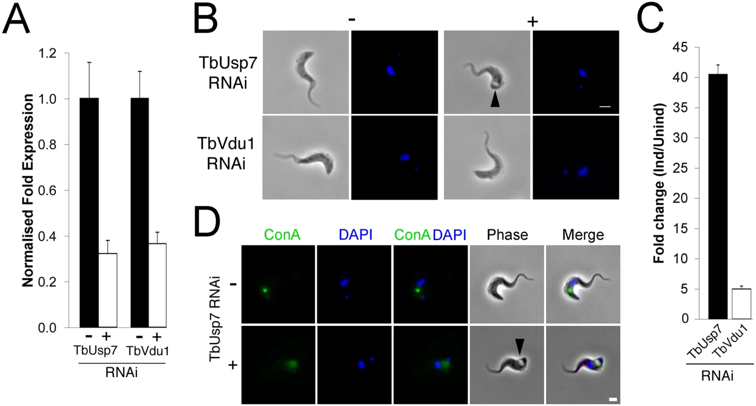 TbUsp7 but not TbVdu1 knockdown perturbs endocytosis.