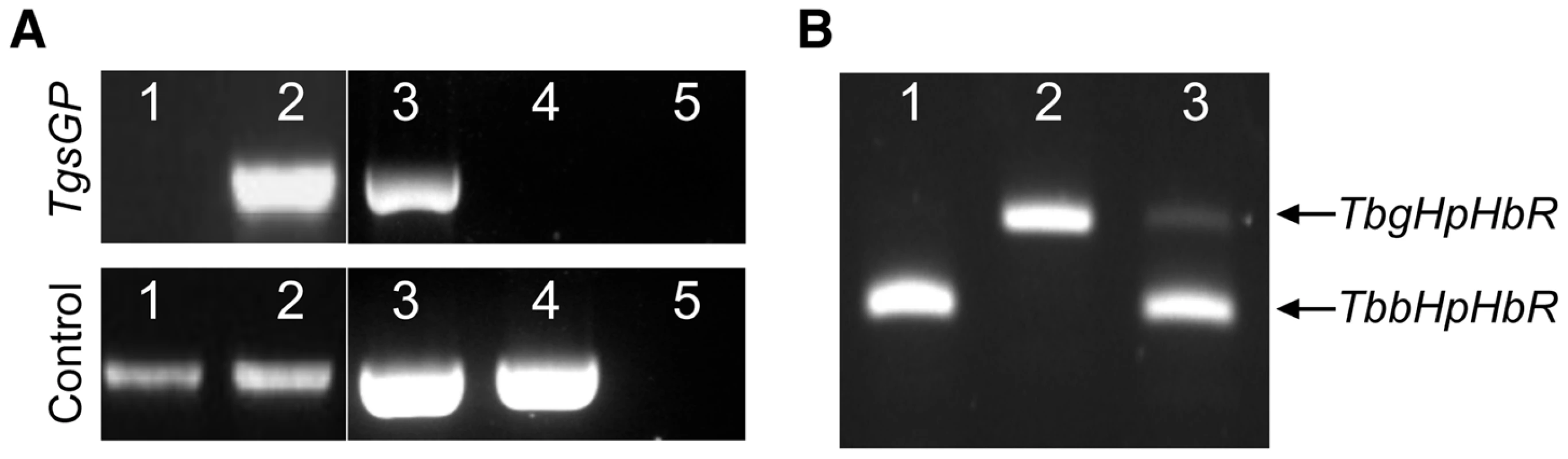 PCR amplification of <i>TgsGP</i> and RT-PCR of <i>HpHbR</i> in wild-type and transfected lines.