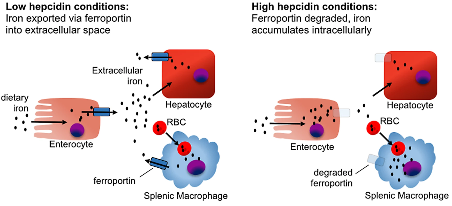 The effect of hepcidin on iron homeostasis.