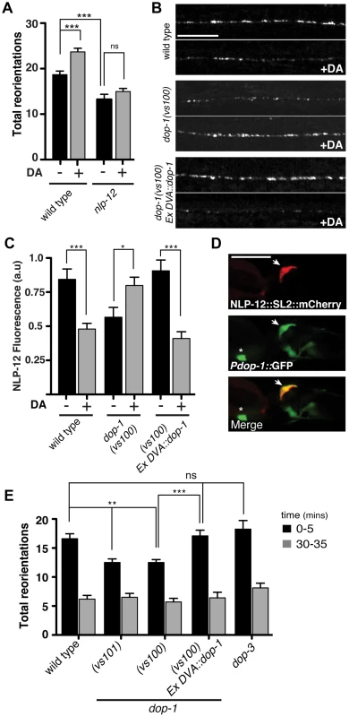 The dopamine receptor DOP-1 is required in DVA for NLP-12 modulation of food searching.