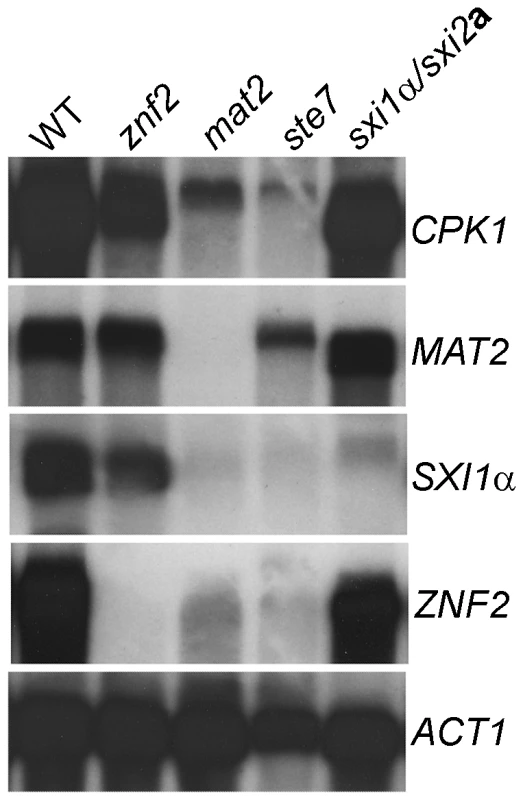 Znf2 and the Sxi1α/2a complex do not regulate Mat2 or the Cpk1 pathway at the transcript level.