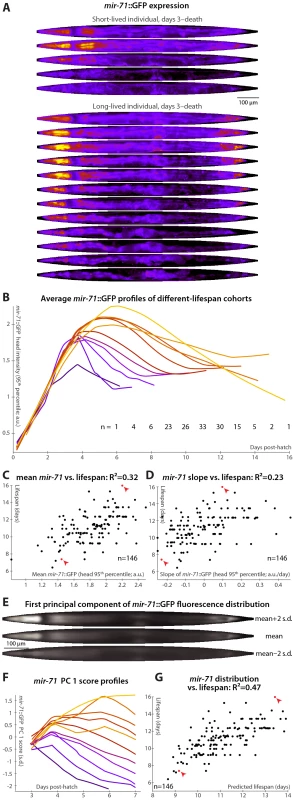 <i>mir-71</i>::GFP levels and expression patterns predict longevity.