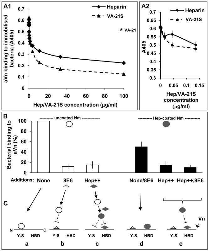 Biphasic effect of heparin on bacterial interactions with human vitronectin.