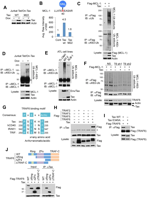Tax promotes TRAF6-dependent MCL-1 ubiquitination.