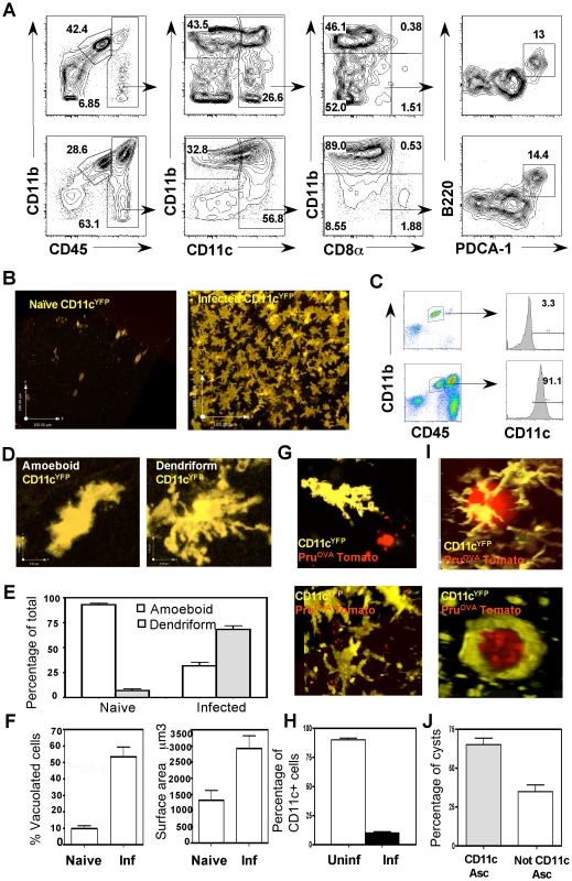 Phenotypic and behavioral characterization of CD11c<sup>+</sup> cells within the brain.
