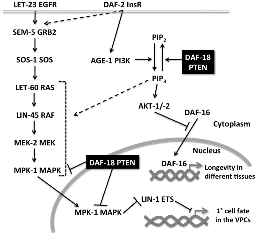 Multiple modes of crosstalk between the RAS/MAPK and insulin pathways during vulval development.