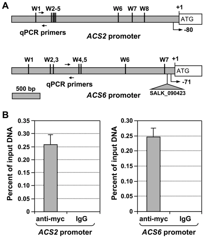 WRKY33 transcription factor binds to the promoter of <i>ACS2</i> and <i>ACS6</i> genes <i>in vivo</i>.
