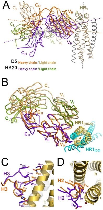 Cα super positioning of the HK20-5-Helix and the D5-5-Helix complexes reveals differences in epitope approach angles.