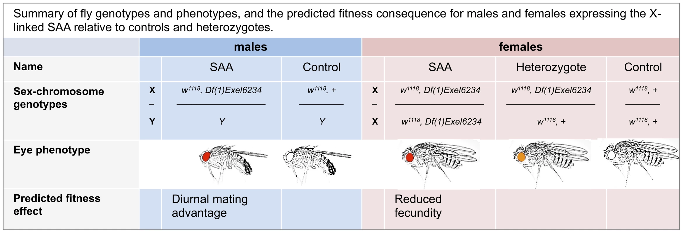 Summary of fly genotypes and phenotypes, and the predicted fitness consequence for males and females expressing the X-linked SAA (sexually antagonistic allele) relative to controls and heterozygotes.
