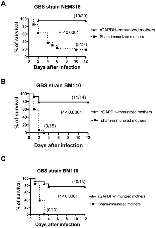 Maternal immunization with rGAPDH protects newborn mice from GBS-induced death.