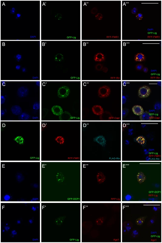 Lig co-localizes with Rin, FMR1, Capr and P-body components in cultured <i>Drosophila</i> S2 cells.