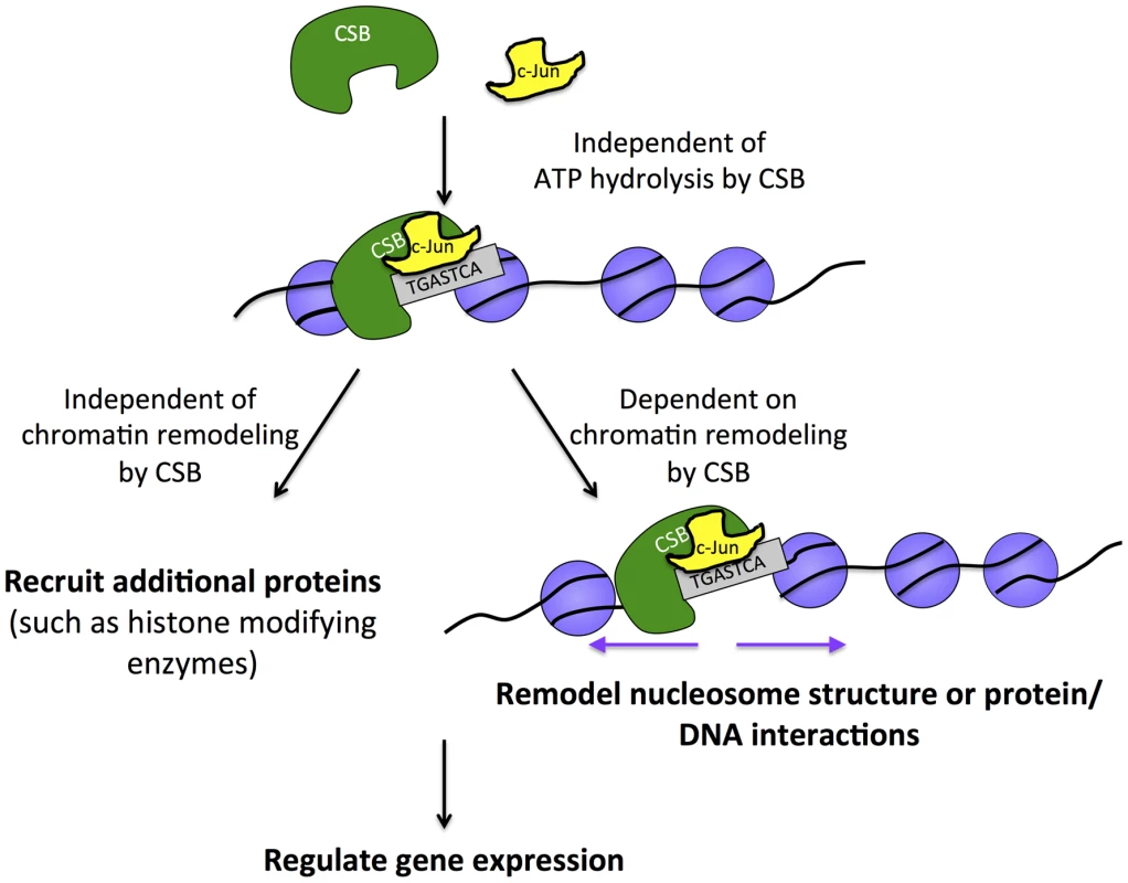 Model for the targeting of CSB to chromatin for transcription regulation.