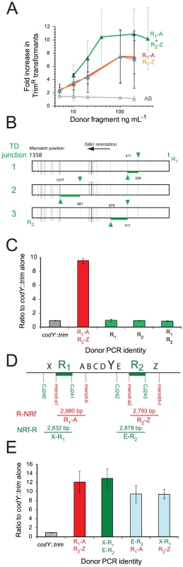 R-NRf donor fragments promote merodiploid formation, allowing survival of otherwise lethal <i>codY</i>::<i>trim</i> transformants.