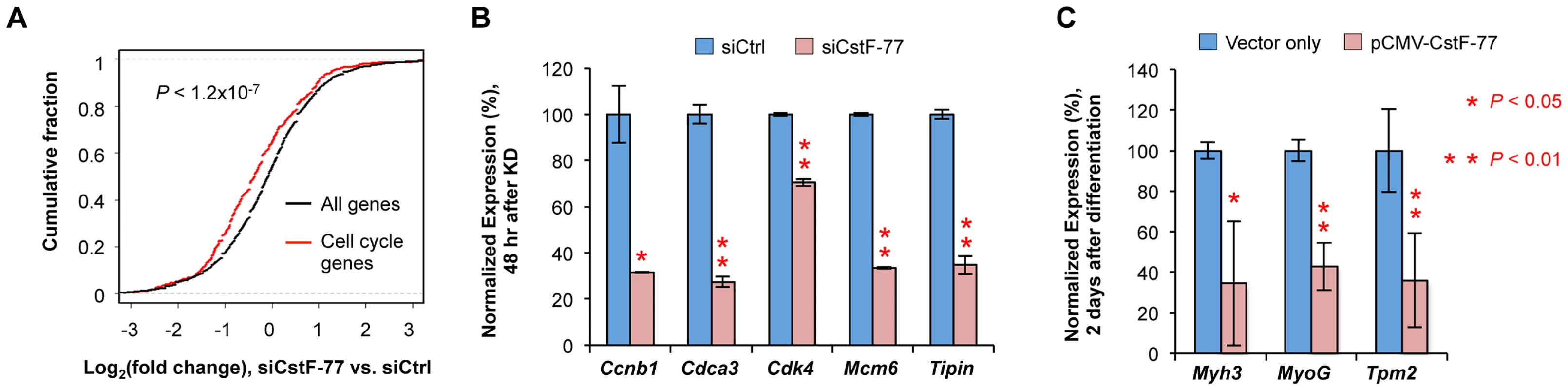 Cell cycle genes are affected by CstF-77 knockdown.