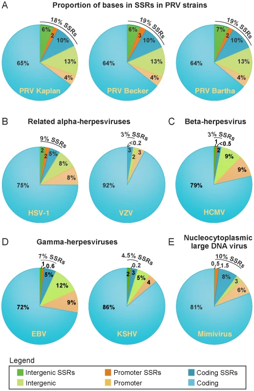 Prevalence of SSRs in PRV strains and in related DNA viruses.