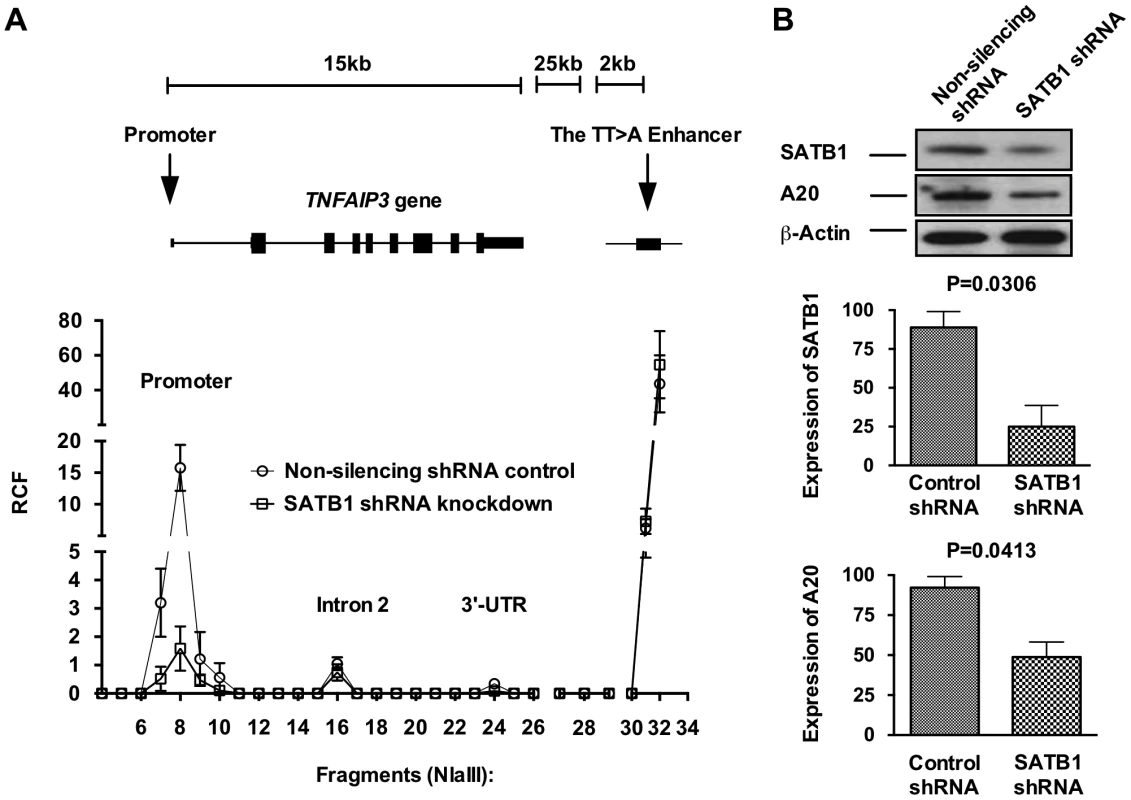SATB1 is required for the TT&gt;A enhancer-promoter interaction and <i>TNFAIP3</i> transcription.