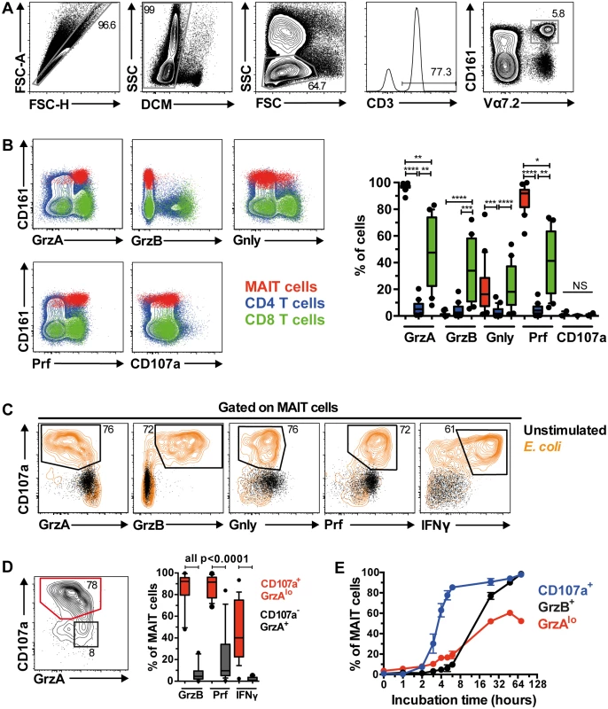 MAIT cells are rapidly armed into full effector T cells following bacterial stimulation.