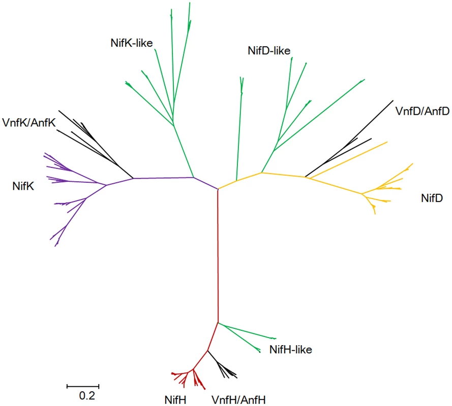 Maximum-likelihood phylogenetic tree of Mo-, Fe- and V-nitrogenases and nitrogenase-like sequences.