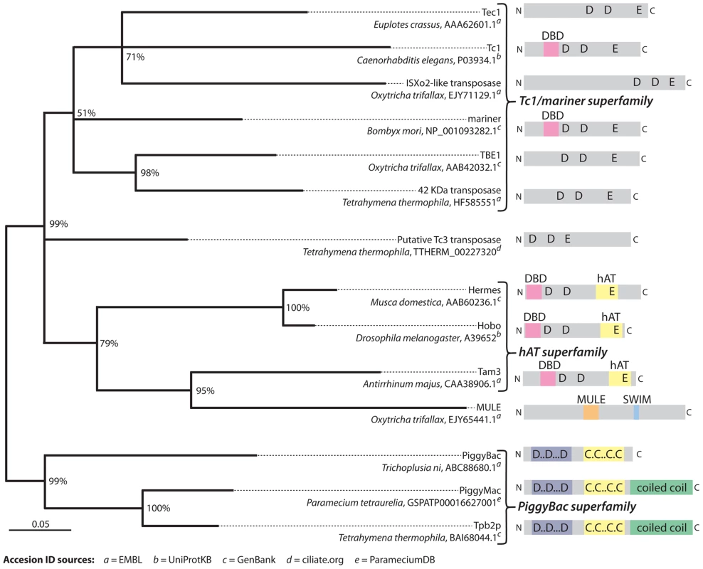 Phylogenetic analysis of representative transposases of the DDE/DDD superfamily.
