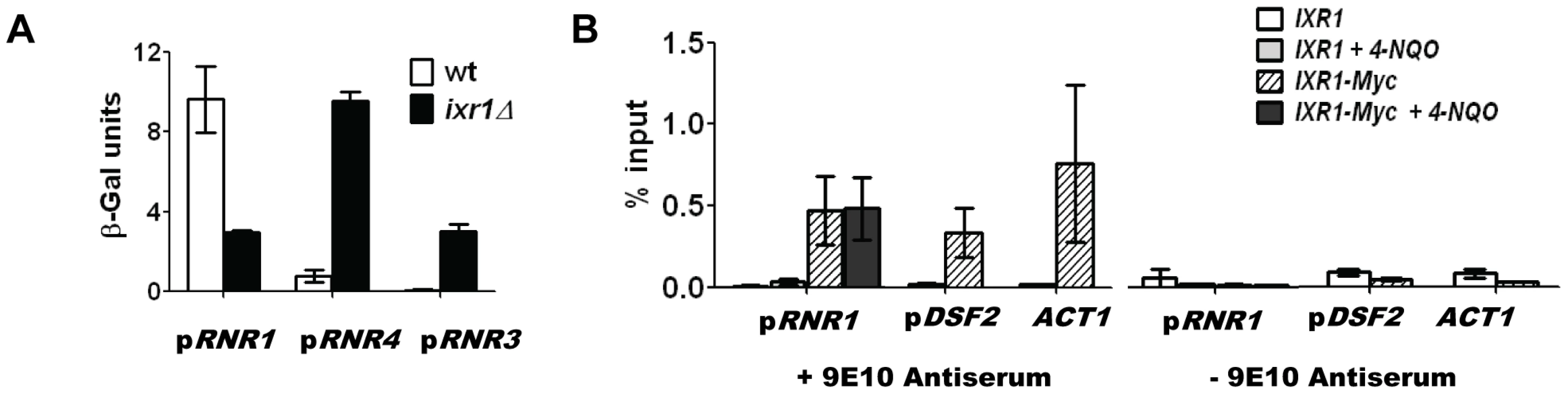 Ixr1 regulates <i>RNR1</i> promoter activity.