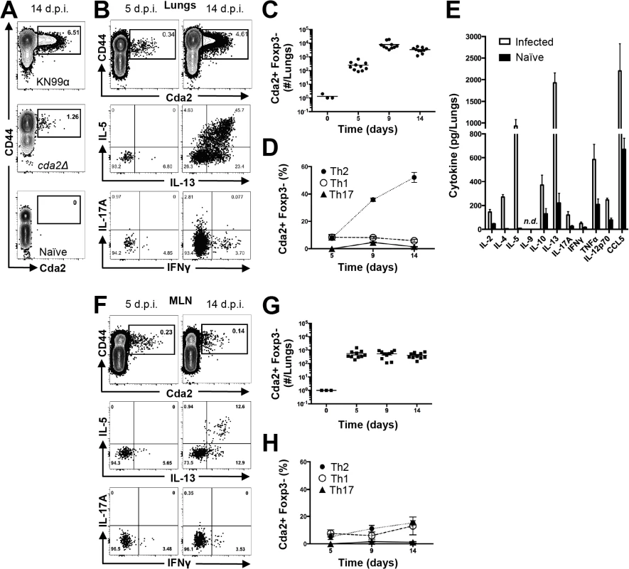 Type-2 Helper T Cells Accumulate in the Lungs of Mice Infected with <i>C. neoformans</i>.