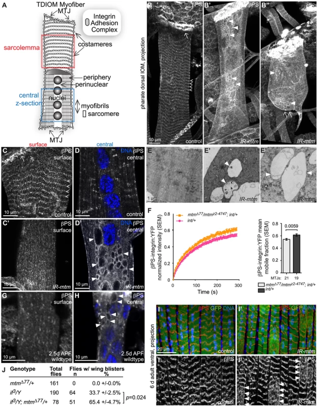 Mtm is required for βPS-integrin flux from intracellular compartments and localization at sarcolemmal adhesions.