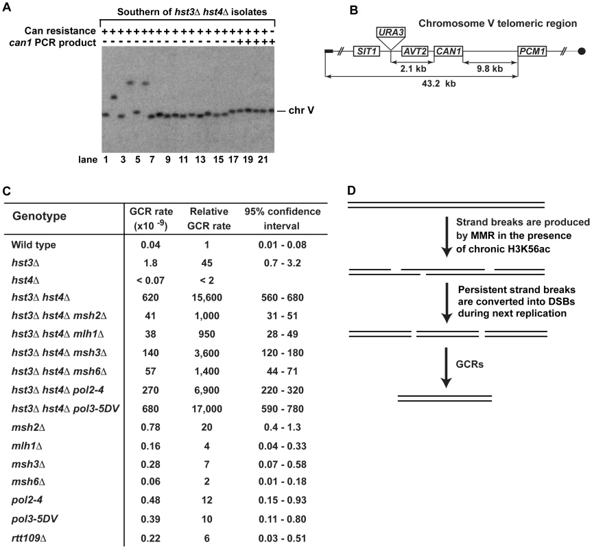 Analysis of GCRs in strains deficient in H3 K56 deacetylation.