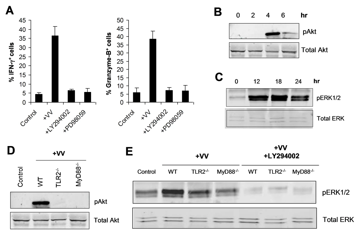 TLR2-dependent activation of NK cells by VV is mediated by PI3K and ERK.