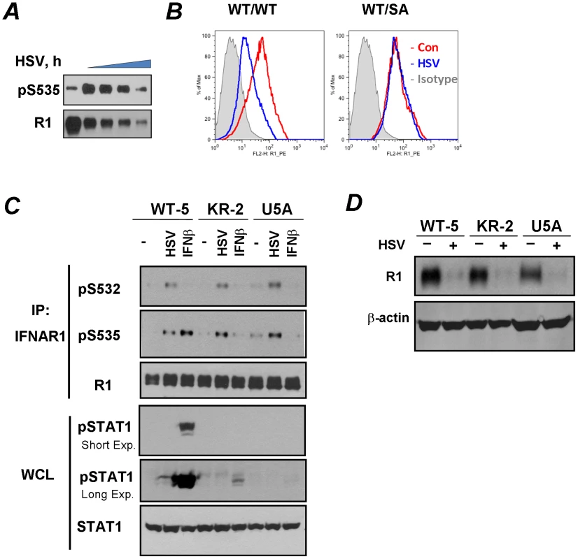 HSV induces ligand/TYK2-independent phosphorylation and downregulation of IFNAR1.