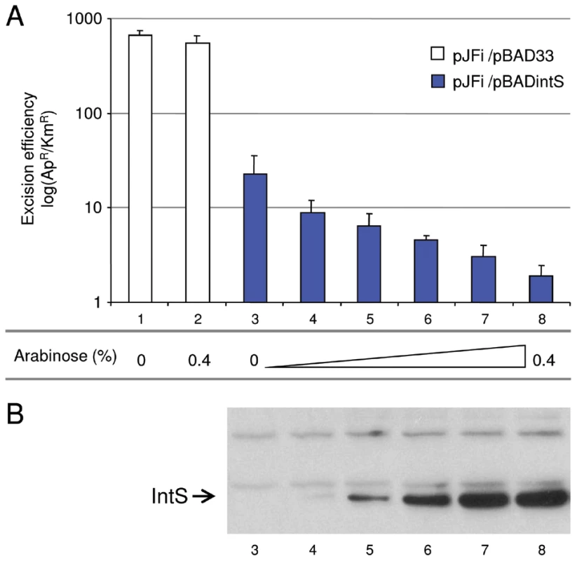<i>In vivo</i> effect of IntS overexpression on the excision of KplE1 prophage DNA.