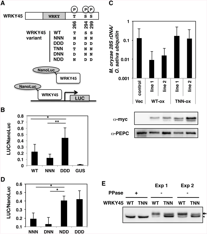 Phosphorylation at carboxyl-terminal serines activates WRKY45 in rice.