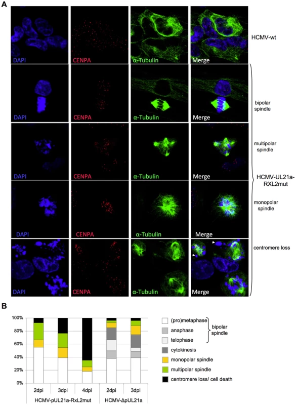 Lack of Cyclin A2 degradation promotes metaphase arrest, aberrant spindle formation and chromosomal instability in HCMV-infected cells.