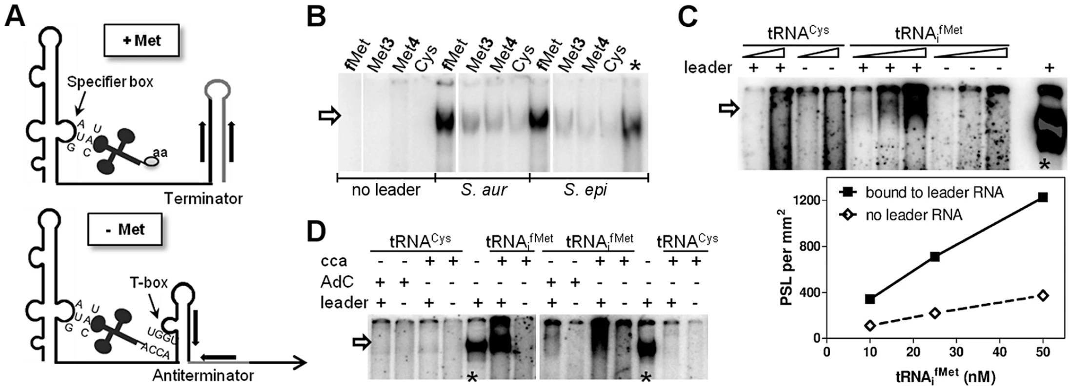 <i>In vitro</i> binding of <i>met</i> leader RNA to tRNAs.