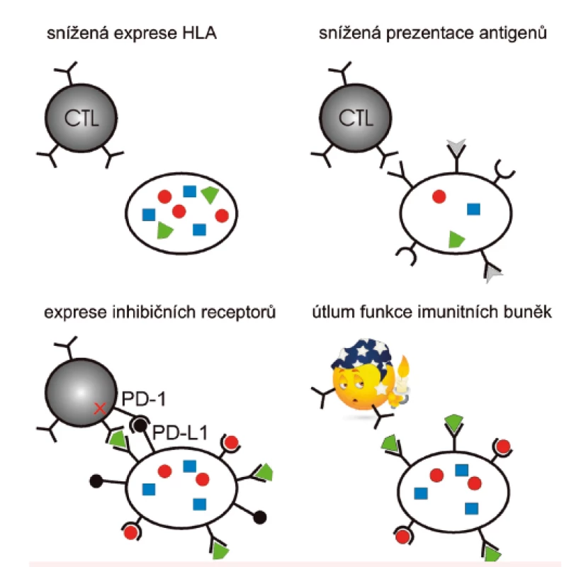 Schematické znázornění vybraných mechanismů, kterými nádorové buňky unikají před zásahem imunitního systému