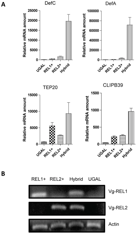 Synergistic action of REL1 and REL2 in activating immune genes.