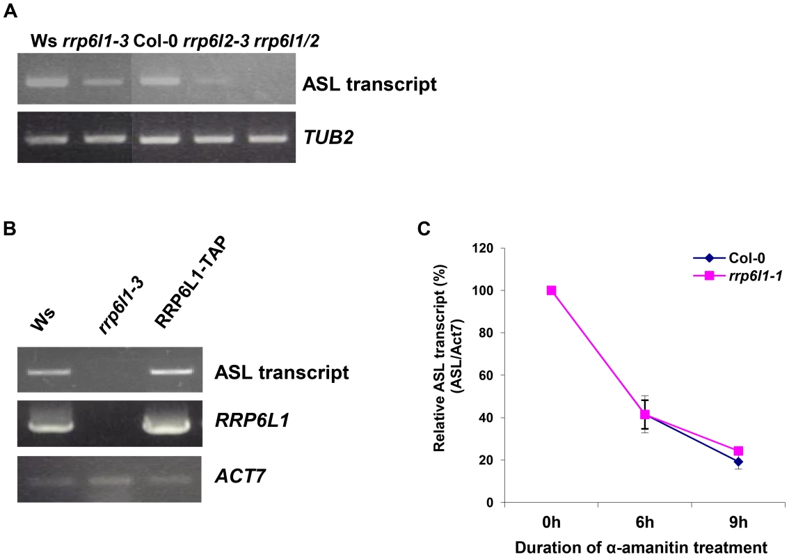 The level of ASL transcripts is decreased in <i>rrp6l</i> mutants.