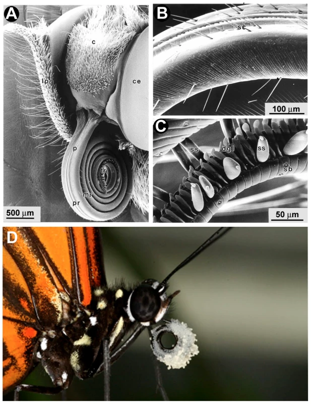 Scanning electron micrographs of the proboscis of <i>Heliconius</i> butterflies.