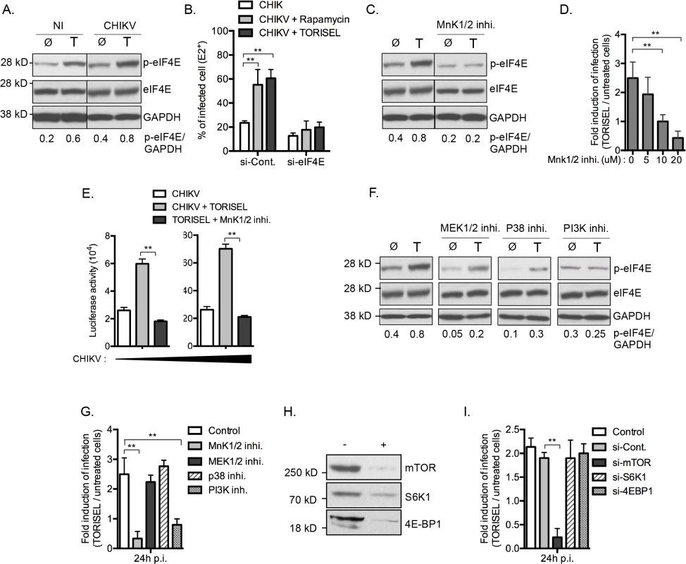 Inhibition of mTORC1 favors viral protein translation by activation of an MnK/p-eIF4E pathway.